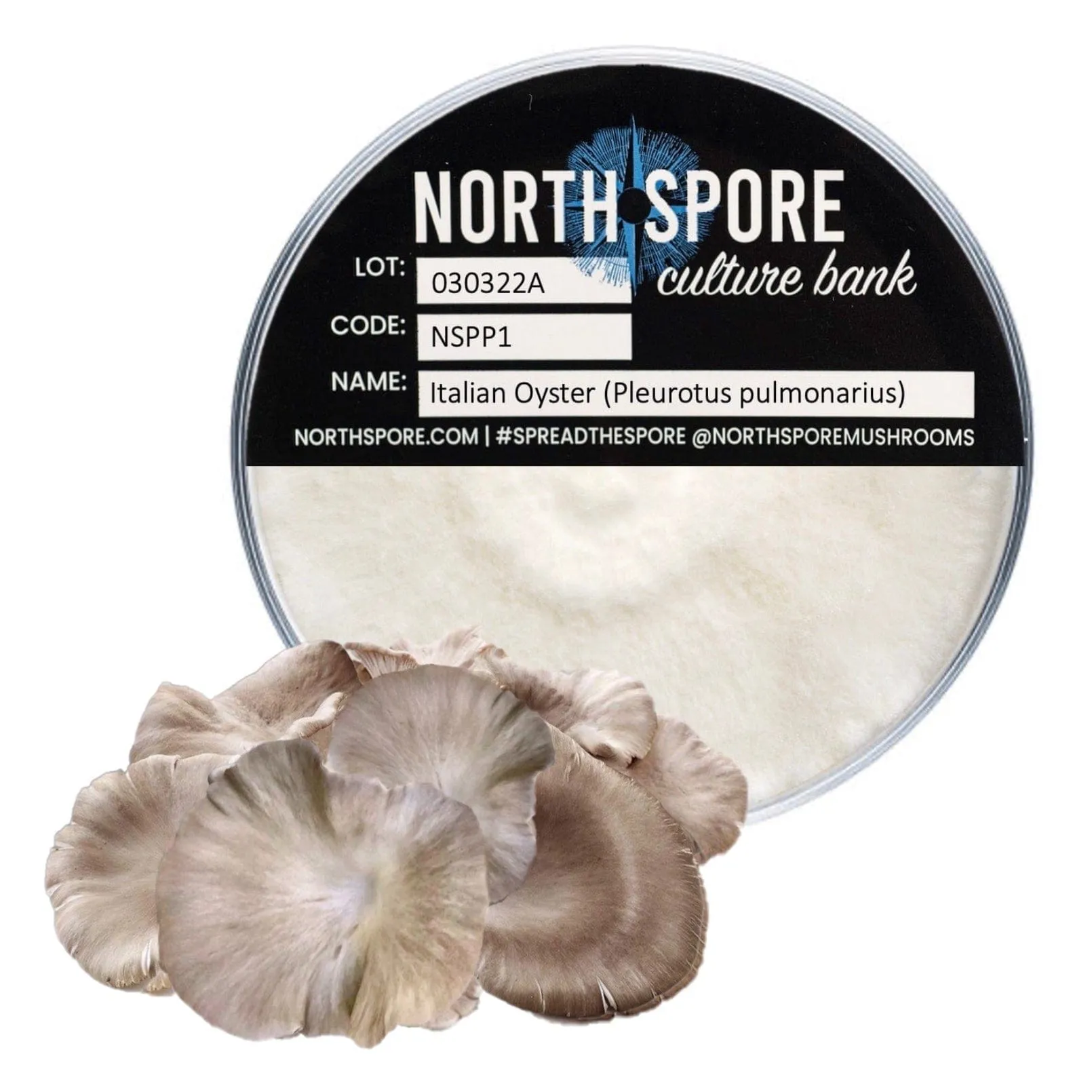 Italian Oyster Mushroom Plate Culture