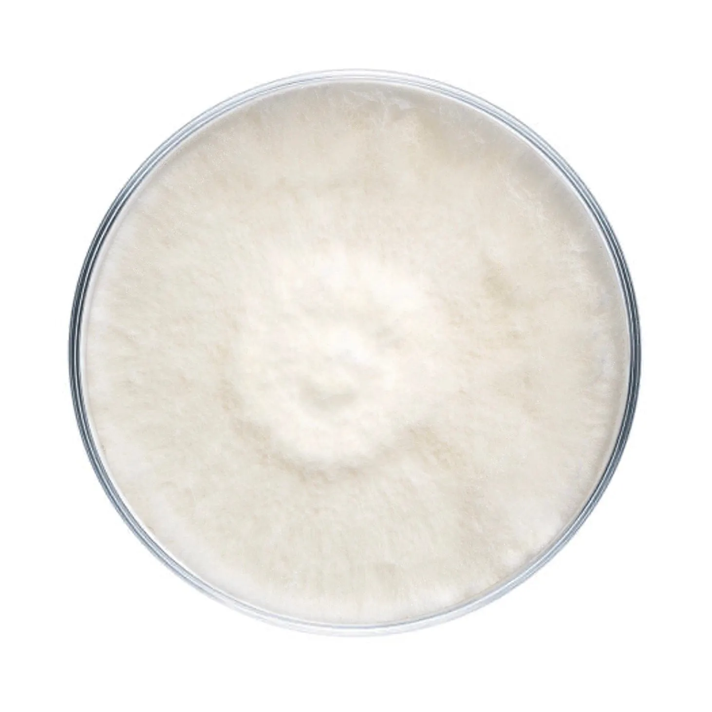 Italian Oyster Mushroom Plate Culture